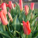 Tulipa fosteriana 'Solva' PB 4